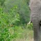 Elefante no Cerrado exerceria papel que j foi de mastodontes