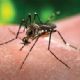 Zika: o vrus que pegou o pas de surpresa