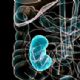 Deficincia de hormnio tireoidiano compromete o funcionamento renal