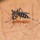 UNESP teve aprovado projeto internacional contra Zika e Dengue