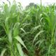 Secretaria do Verde vai cadastrar produtores de milho para consultoria gratuita
