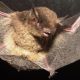 Vigilncia Ambiental confirma mais quatro morcegos infectados por raiva em Botucatu