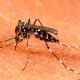 Botucatu confirma primeiro caso de dengue em 2018