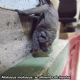 Encontrado morcego positivo para a Raiva na regio do Jardim Bom Pastor