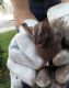 Vigilncia Ambiental em Sade confirma segundo caso positivo de raiva em morcego