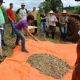 Pesquisas embasam atividades de restaurao do projeto Gigante Guarani