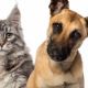 Botucatu disponibiliza agendamento online para vacinao de ces e gatos contra a raiva