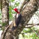 Com 400 espcies, Botucatu consolida-se na prtica de Birdwatching