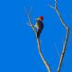 Jardim Botnico do IB/Unesp agora  oficialmente um ponto de observao de aves
