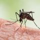 Regies Norte e Leste recebem nebulizao contra a dengue, sexta, segunda e tera-feira